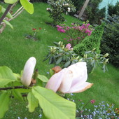 ostatni kwiate magnoli