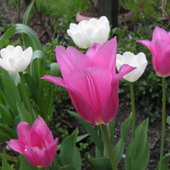 ostatnie tulipany