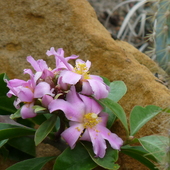 Pereskia Grandifolia