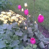 Późne tulipany