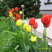 Przed tarasem - tulipanki