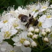 Pszczółka Na Tawul