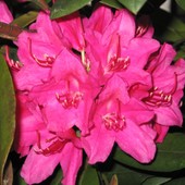 Rododendronek