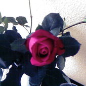 Róża Z Mojej Dzia