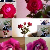 róże i eustoma