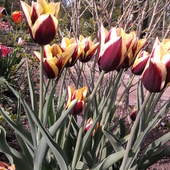 Sezon Na Tulipany W 