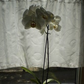 Storczyk, Storczyki, Orchidea - Orchideceae