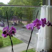 Storczyk, Storczyki, Orchidea - Orchideceae