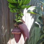 Tak rozwija się i rośnie banan
