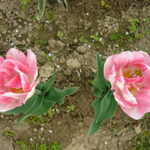 Takie troche inne tulipanki...