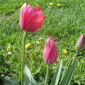 to już ostatnie tulipanki tej wiosny:(