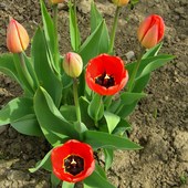 tradycyjne tulipanki