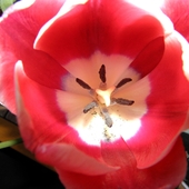 tulipa w środku