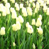 Tulipan  odmiany Maria Kaczyńska