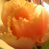 Tulipan strzępiasty ze ŚK
