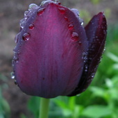 tulipan w deszczu