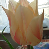 tulipan:)