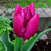 tulipanek :)