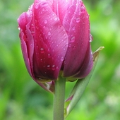 tulipanek deszczową porą