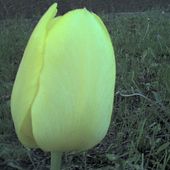 Tulipanek w ogródku - dopiero zaczyna się rozwijać?