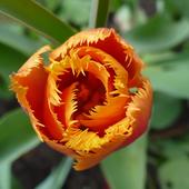 tulipanek zakręcony:)