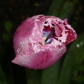 Tulipanik, czy się  podobam:)