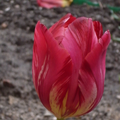 Tulipanik, już prawie ostatnie kwitnące tej wiosny:)
