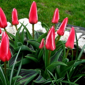 tulipanki w wersji mini