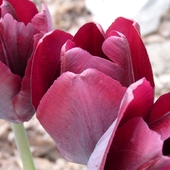 Tulipany bordo