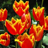 Tulipany czerwone z żółtymi rzęsami ;-)