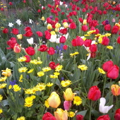 tulipany mojej mamy