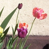 tulipany odm papuzie