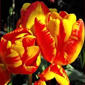 Tulipany Ogniste