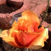 Tulipek od ŚK dla wszystkich mam :)