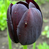Tulipek Prawie Czarn