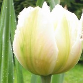 tulipek ze ŚK
