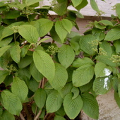 Viburnum Plicatum Lanarth