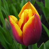W tulipanowym temacie...