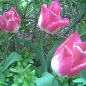 Wiekowe tulipany