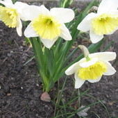 żonkile - kwiaty wiosny
