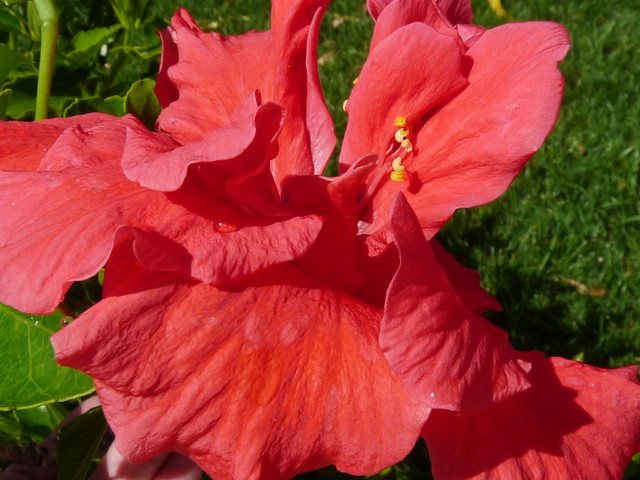hibiscus(portugalia)
