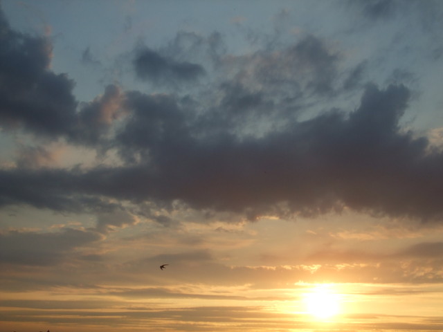 Jaskółeczka leci w stronę zach Słońca:)