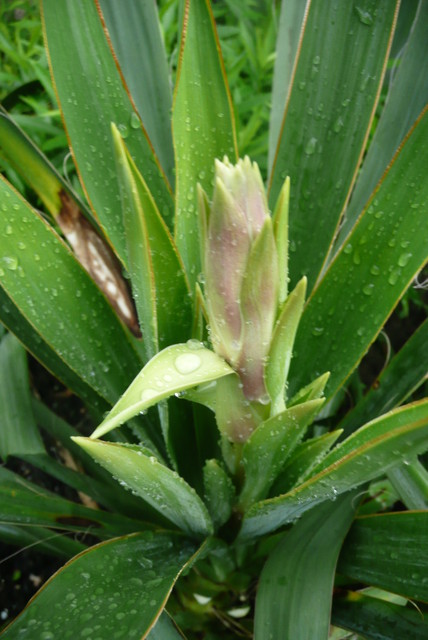 Juka karolińska - Yucca filamentosa