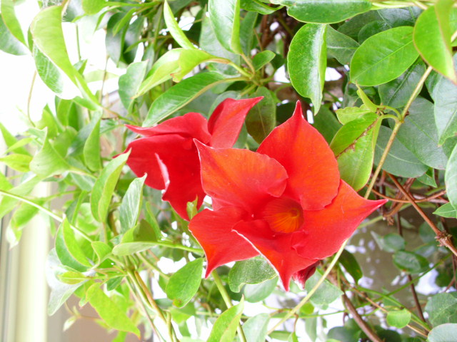 kwiat mandevilli