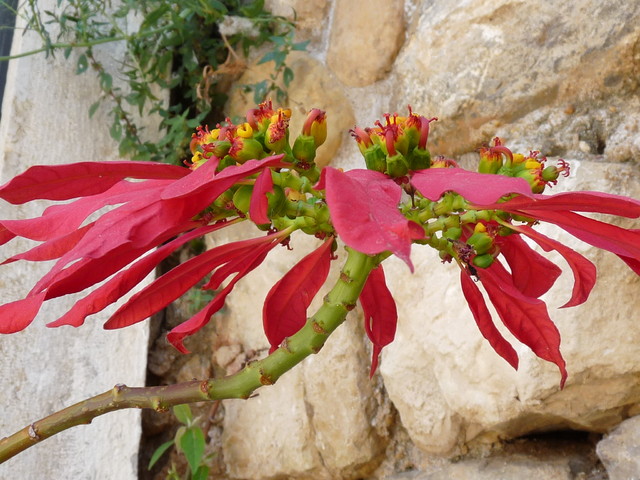 kwiat uszek(portugalia)