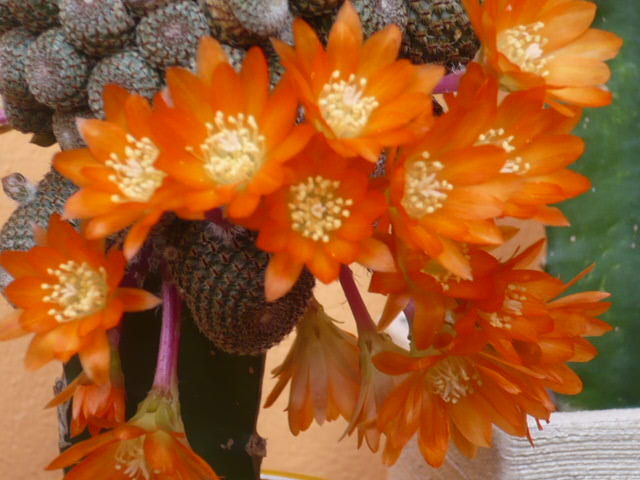 Kwitnący kaktusik