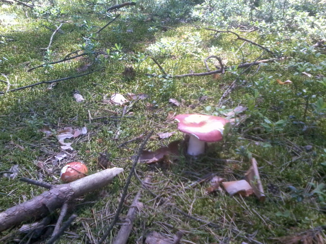 leśne grzyby takie czerwone :)