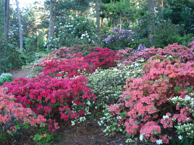 Park Rododendronow