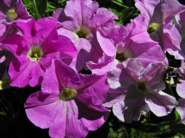Petunia liliowa
