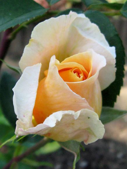 Róża Goldilock